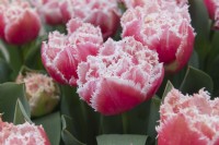 Tulipa 'Queensland' Tulip