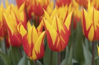 Tulipa 'Fire Wings' Tulip