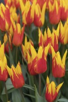 Tulipa 'Fire Wings' Tulip