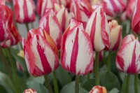 Tulipa 'Spryng Break' tulip