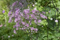 Thalictrum aquilegiifolium 'Black Stockings'  - Summer