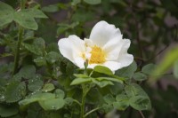 Rosa 'Nevada' - rose - summer