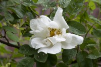 Rosa 'Nevada' - rose - summer