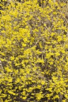 Forsythia 'Northern Gold' shrub with yellow flower blossoms in spring, Quebec, Canada