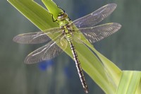 Newly emerged Anax imperator Emperor dragonfly