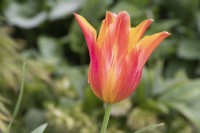 Tulipa 'Ballerina' - tulip - May