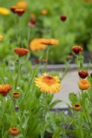 Calendula officinalis 'Crown Orange' - Pot Marigold