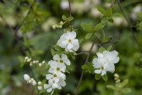 Exochorda macrantha 'The bride' - Pearl bush