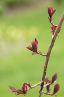 Cotinus 'Grace' - Smoke tree new foliage in spring