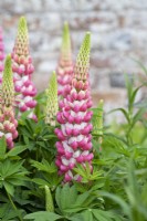 Lupinus - Lupin 'The chatelaine'