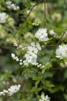 Exochorda macrantha 'The bride' - Pearl bush