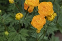 Trollius cultorum 'Orange crest' - Globeflower