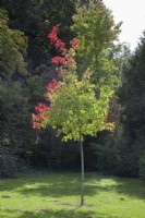 Acer rubrum 'Armstrong' Red Maple 