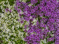 Thymus serpyllum Annie Hall June Norfolk UK
