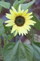 Helianthus 'Lemon Queen' Sunflower