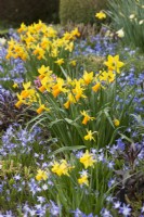 Spring border with Chionodoxa, Narcissus 'Jetfire' and Scilla