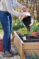 Woman preparing raised vegetable bed by adding compost.