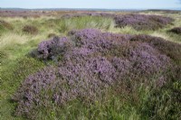 Calluna vulgaris - Wild heather in Yorkshire, UK.
