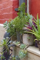 Collection of potted plants on a ledge