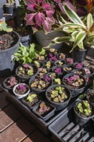 Plectranthus scutellarioides Coleus seedlings in plastic pots on a timber deck