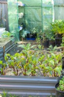 Beta vulgaris Beetroot plants growing in a raised metal garden bed