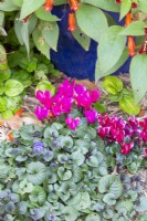 Violets and Cyclamens as ground covers