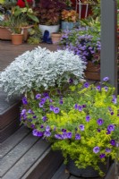 Mixed container plantings of Silver ragwort, Sedum 'Gold Mound' and Calibrachoa 'Purple'