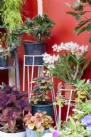 A display of potted plants in a sheltered position