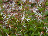  Gillenia trifoliata Norfolk June