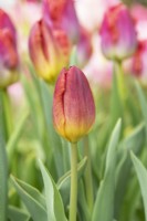 Tulipa - Tulip 'Amber glow'
