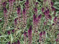 Lysimachia 'Beaujolais'  in flower Norfolk June