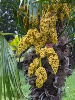 Trachycarpus fortunei - Chusan Palm May