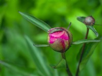 Paeonia lactiflora 'Bowl of Beauty' new bud early June Norfolk