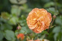 Rosa 'Precious Amber'