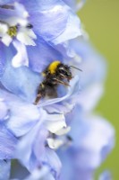Bee on Delphinium