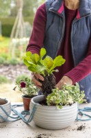 Arranging and placing plants into the pot