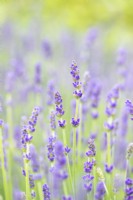 Lavendula angustifolia 'Hidcote' - Lavender
