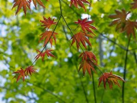 Acer palmatum new leaves in May 