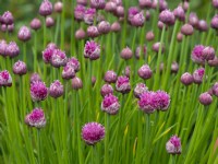 Allium schoenoprasum 'Forescate'  May