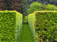 View along hornbeam hedges at  East Ruston Old Vicarage, Norfolk in early summer 