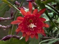 Epiphyllum cactus flower in green house May Norfolk