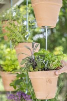 Planting herbs in the pots