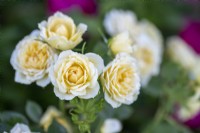 Rosa 'Malvern Hills' - Rambling Rose