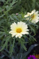 Argyranthemum frutescens 'Jamaica Primrose' - Marguerite