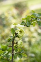 Chaenomeles speciosa 'Kinshiden' - Japanese Quince in flower