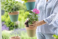 Woman planting Pelargonium in pot
