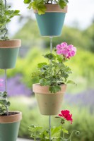 Completed hanging pots containing pelargoniums