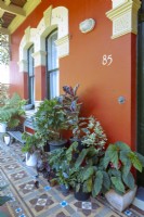 Collection of frost tender pots plants on a sheltered verandah