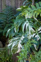 Philodendron borsigiana 'Albo'
