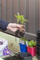 Repotting Salvia cuttings into individual pots